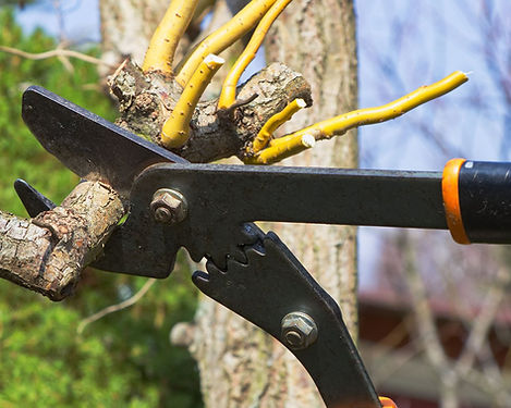 SJ Tree Service