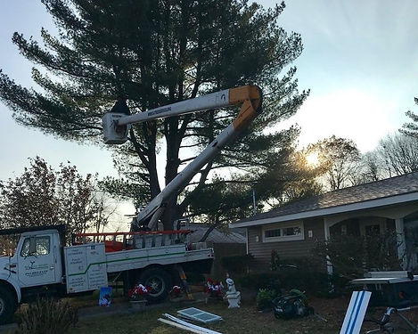 SJ Tree Service