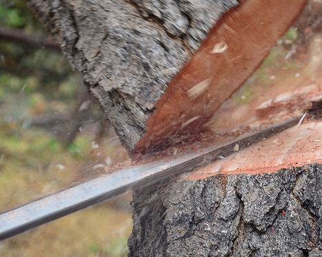 SJ Tree Service